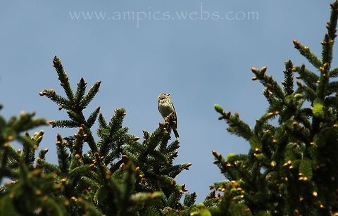 Tree Pipit  Anthus trivialis,Geotagged,Spring,Tree Pipit,United Kingdom