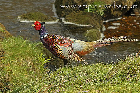 Pheasant  (torquatus group)  Common Pheasant,Geotagged,Phasianus colchicus,Spring,United Kingdom