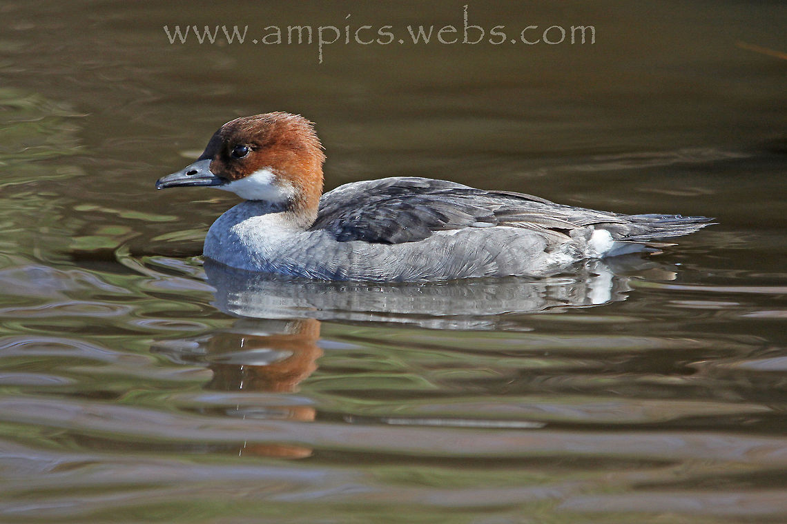 Smew (female)  Geotagged,Mergellus albellus,Smew,Spring,United Kingdom