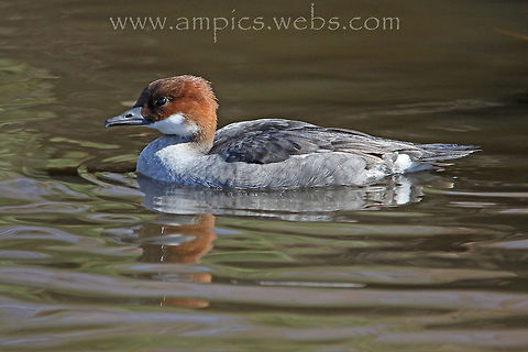 Smew (female)  Geotagged,Mergellus albellus,Smew,Spring,United Kingdom