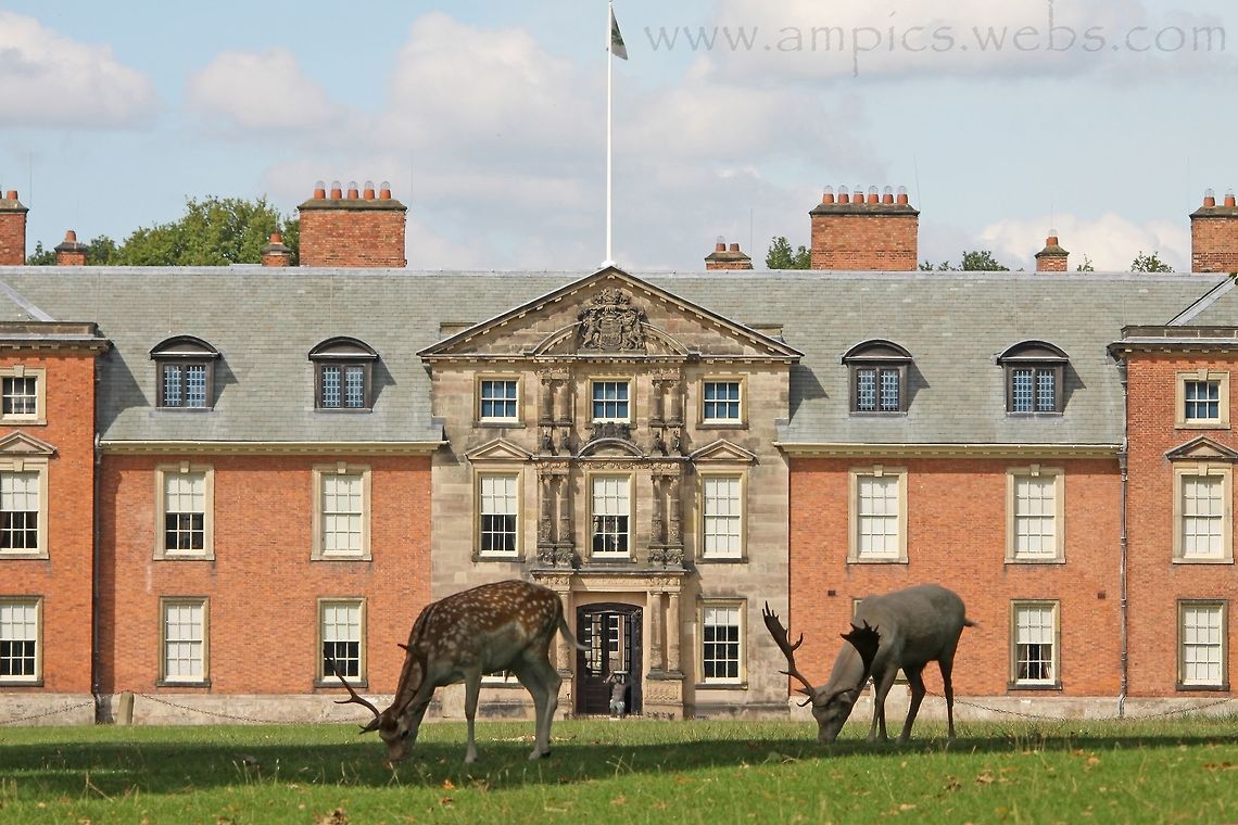 Fallow Deer. including "White Hart" in front of Dunham Massey Hall.  Dama dama,Fallow Deer,Geotagged,Summer,United Kingdom