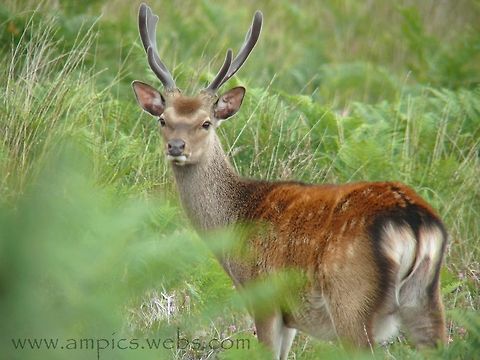 Sika Deer (young stag)  Cervus nippon,Geotagged,Sika Deer,Summer,United Kingdom