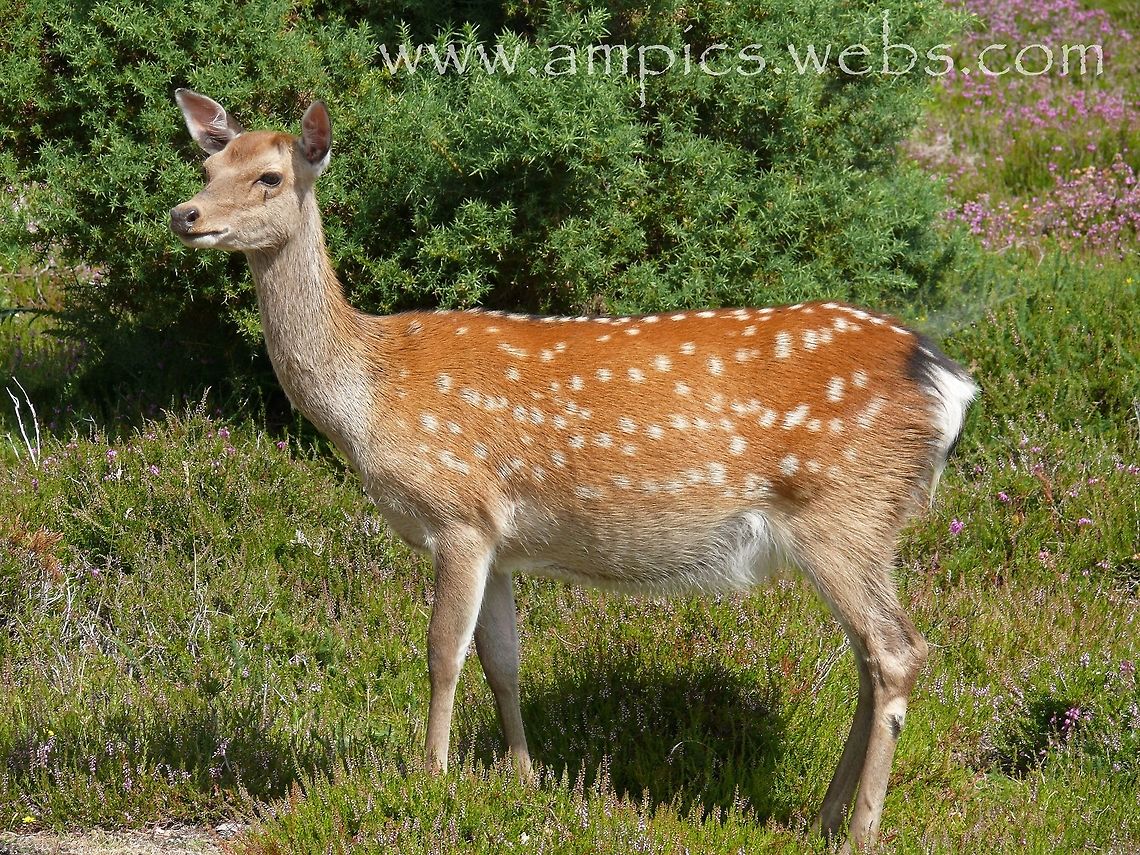 Sika Deer (female)  Cervus nippon,Geotagged,Sika Deer,Summer,United Kingdom