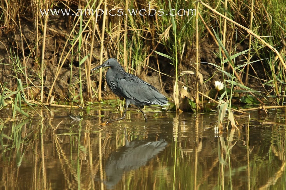 Black Egret No1 in a series of 3,  Geotagged,Spring,The Gambia