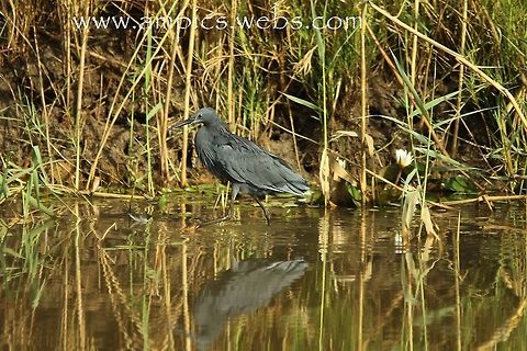 Black Egret No1 in a series of 3,  Geotagged,Spring,The Gambia