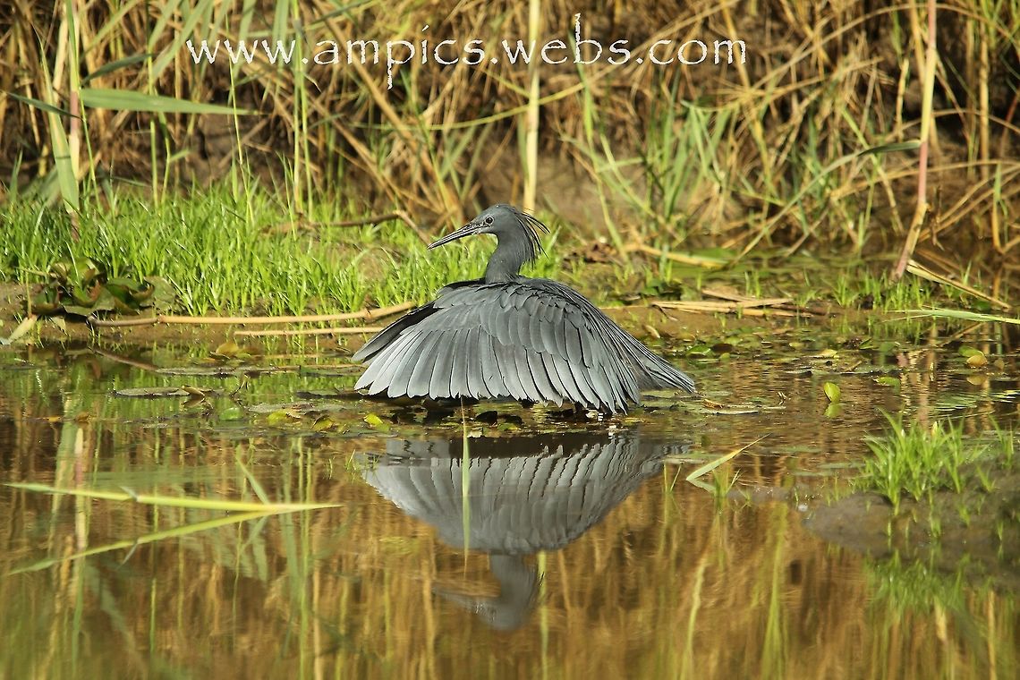 Black Egret No2 in a series of 3 Black heron,Egretta ardesiaca,Geotagged,Spring,The Gambia