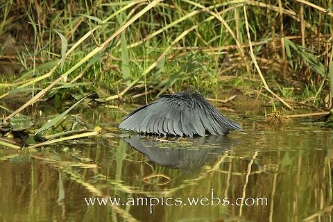 Black Egret, fishing. Known locally in The Gambia as the umbrella bird. No3 in a series of 3. Black heron,Egretta ardesiaca,Geotagged,Spring,The Gambia