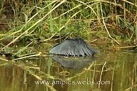 Black Egret, fishing. Known locally in The Gambia as the umbrella bird. No3 in a series of 3. Black heron,Egretta ardesiaca,Geotagged,Spring,The Gambia