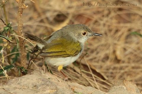 Grey-backed camaroptera