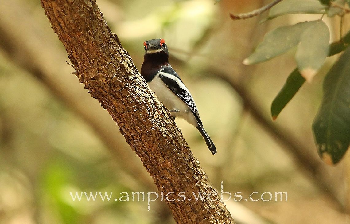 Common Wattle-eye. AKA Brown-throated Wattle-eye.  Geotagged,Spring,The Gambia