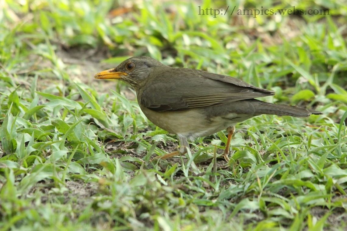 African Thrush  African thrush,Geotagged,Spring,The Gambia,Turdus pelios
