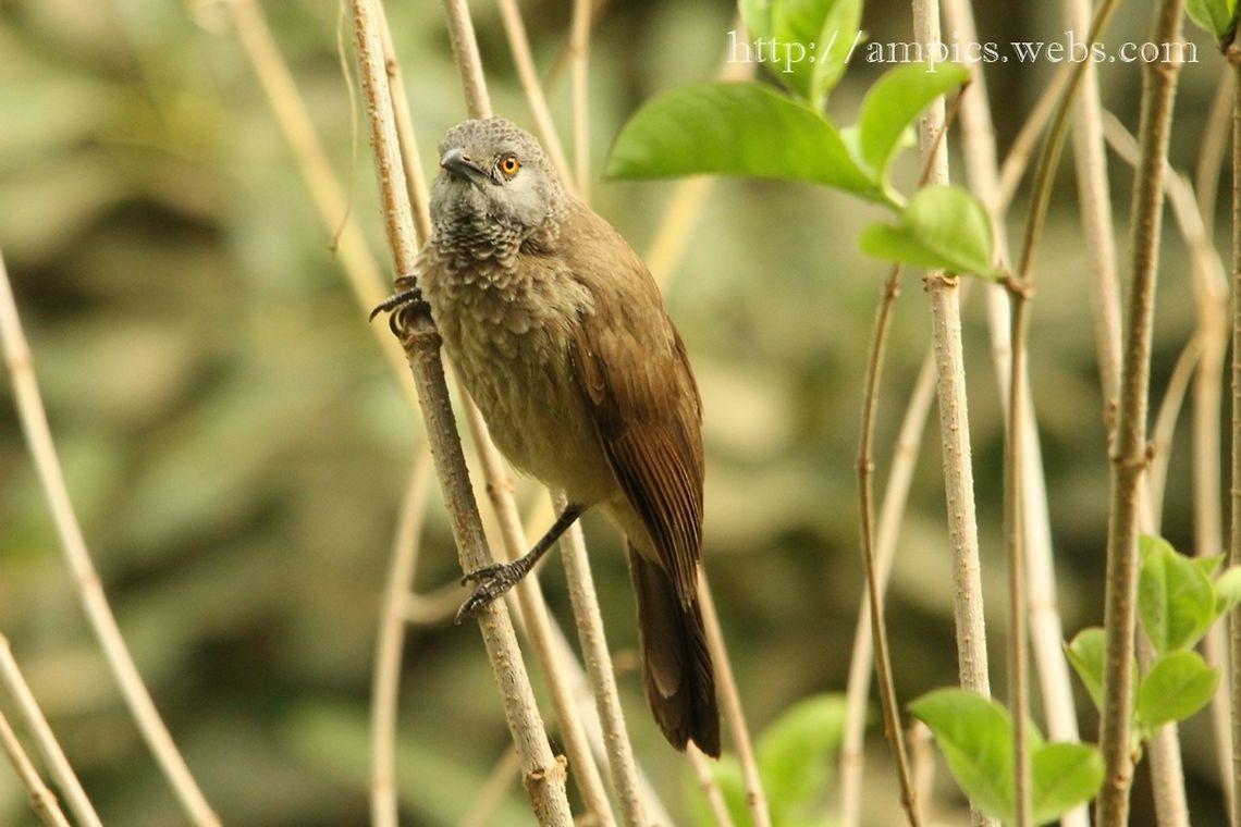 Brown Babbler  Geotagged,Spring,The Gambia