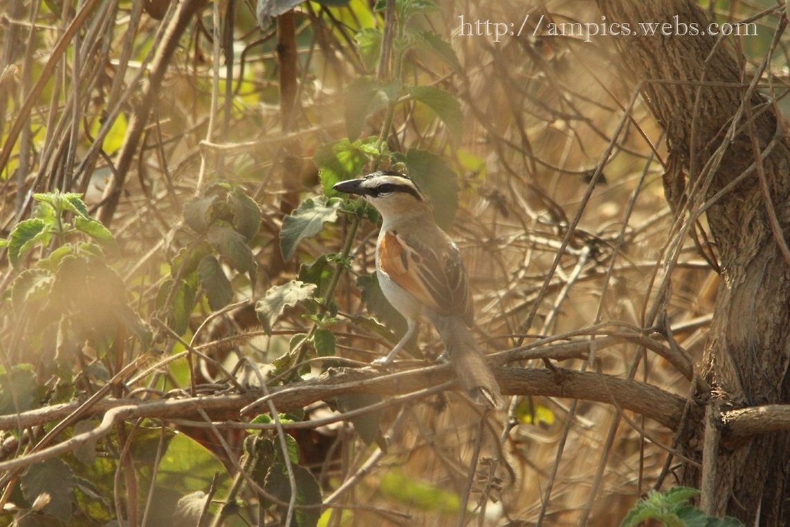 Black-crowned Tchagra  Black-crowned tchagra,Geotagged,Spring,Tchagra senegala,Tchagra senegalus,The Gambia