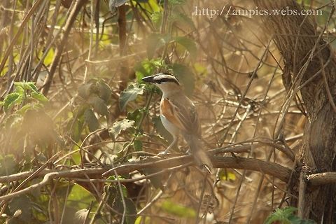 Black-crowned Tchagra  Black-crowned tchagra,Geotagged,Spring,Tchagra senegala,Tchagra senegalus,The Gambia