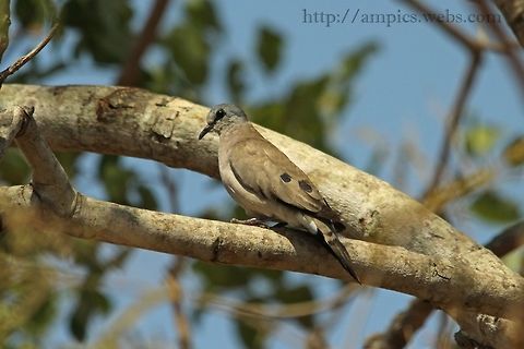 Black-billed Wood Dove  Black-billed wood dove,Geotagged,Spring,The Gambia,Turtur abyssinicus