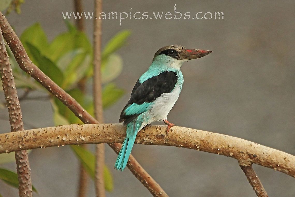 Blue-breasted Kingfisher  Blue-breasted Kingfisher,Geotagged,Halcyon malimbica,Merops variegatus,Spring,The Gambia,blue-breasted