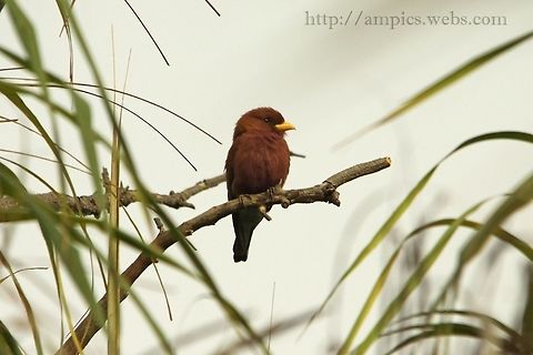 Broad-billed Roller  Cinnamon Roller,Eurystomus glaucurus,Geotagged,Spring,The Gambia