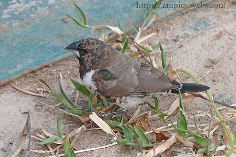 Bronze Mannikin  Bronze mannikin,Geotagged,Lonchura cucullata,Spring,The Gambia