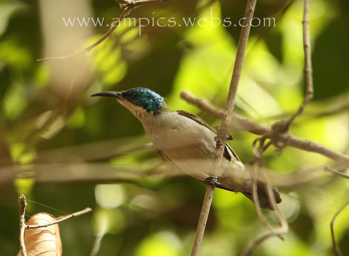 Green-headed Sunbird One of the least recorded Sunbirds in The Gambia, so very happy to have seen this never mind getting this grainy shot. Cyanomitra verticalis,Geotagged,Green-headed sunbird,Spring,The Gambia
