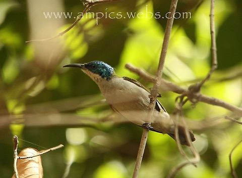 Green-headed Sunbird One of the least recorded Sunbirds in The Gambia, so very happy to have seen this never mind getting this grainy shot. Cyanomitra verticalis,Geotagged,Green-headed sunbird,Spring,The Gambia