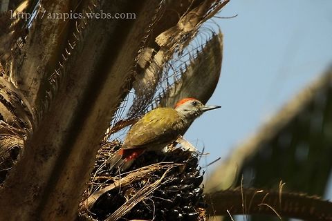 Grey Woodpecker  Geotagged,Grey woodpecker,Mesopicos goertae,Spring,The Gambia