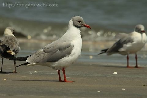 Grey-headed Gull  Chroicocephalus cirrocephalus,Geotagged,Grey-headed gull,Spring,The Gambia