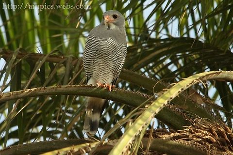 Lizzard Buzzard  Geotagged,Kaupifalco monogrammicus,Spring,The Gambia,lizard buzzard