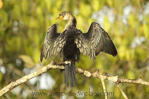 Long-tailed Cormorant  Geotagged,Spring,The Gambia