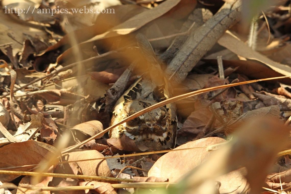 Long-tailed_Nightjar_GA_03 Difficult to find and even more difficult to photograph.