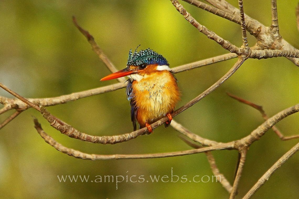 Malachite Kingfisher Caused me some trouble getting this shot, see forum entry :- <a href="http://www.jungledragon.com/forum/7/birds/544/funny_birding_stories.html" rel="nofollow">http://www.jungledragon.com/forum/7/birds/544/funny_birding_stories.html</a> Corythornis cristatus,Malacahite kingfisher