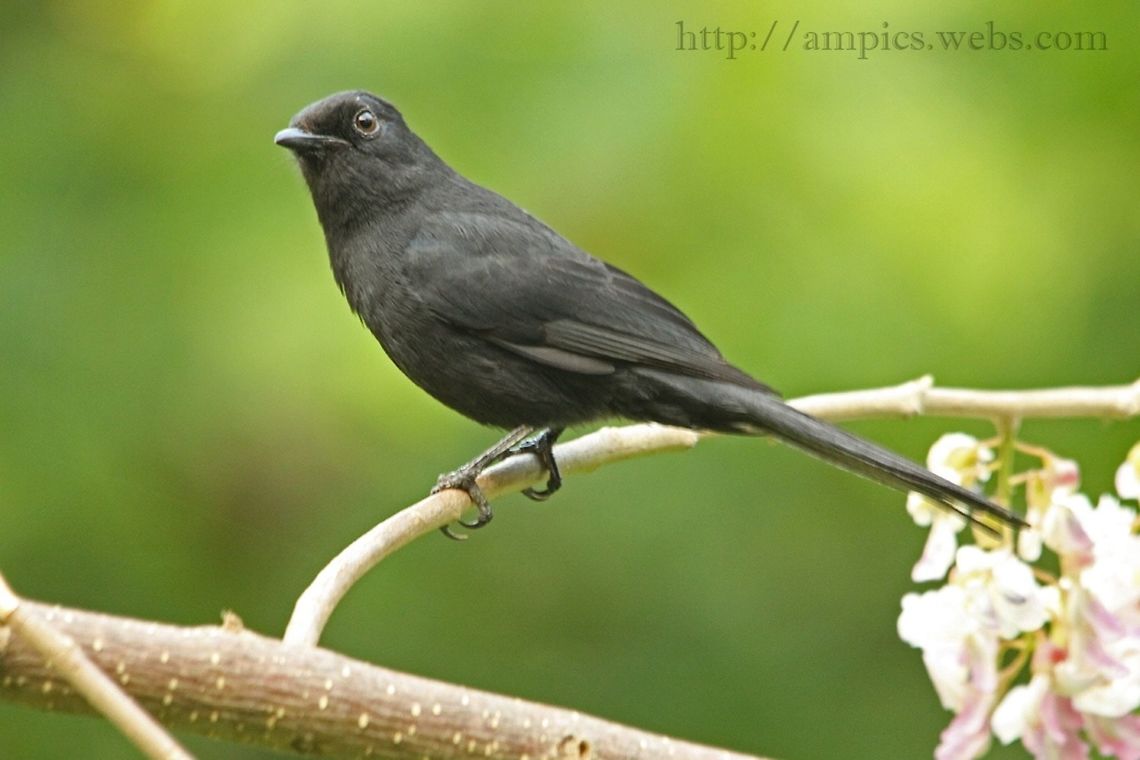 Northern Black Flycatcher  Geotagged,Melaenornis edolioides,Northern black flycatcher,Spring,The Gambia