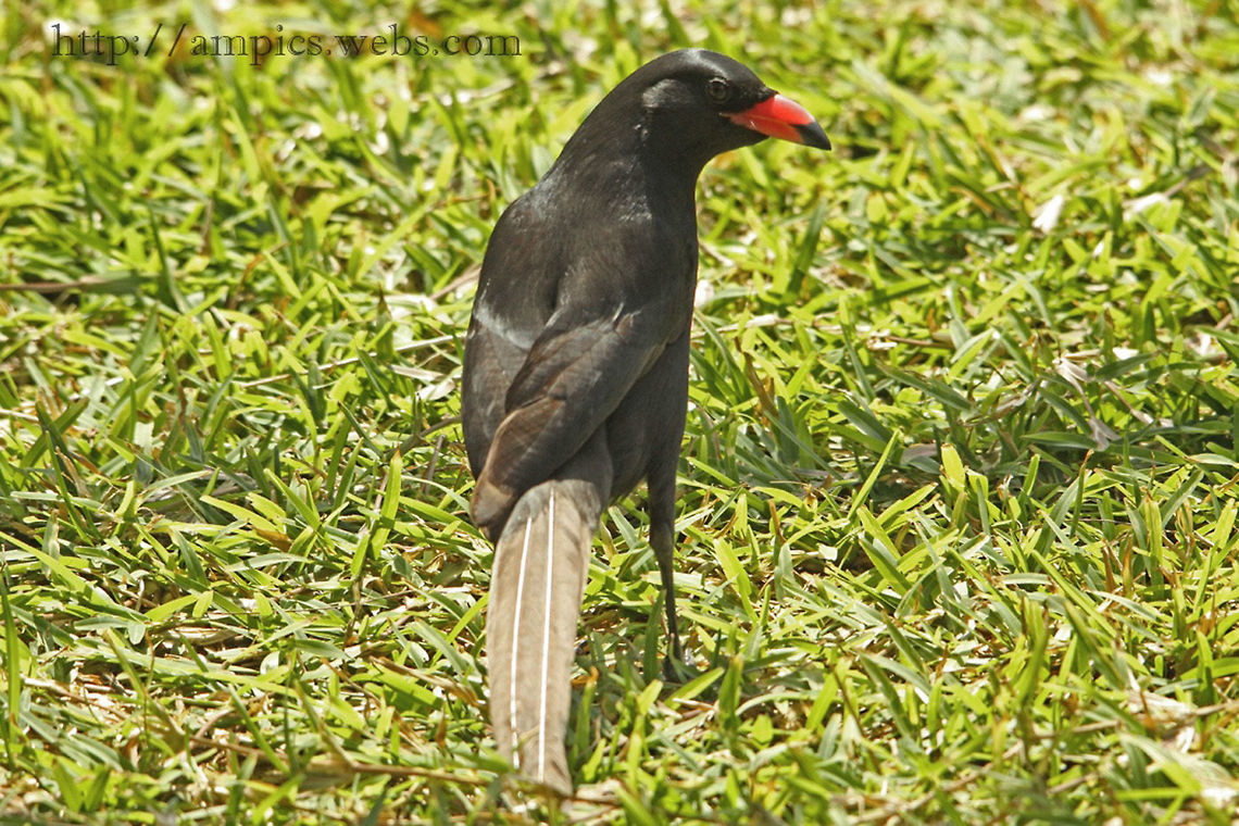 Piacpiac (juvenile) When mature the bill turns completely black. Geotagged,Piapiac,Ptilostomus afer,Spring,The Gambia