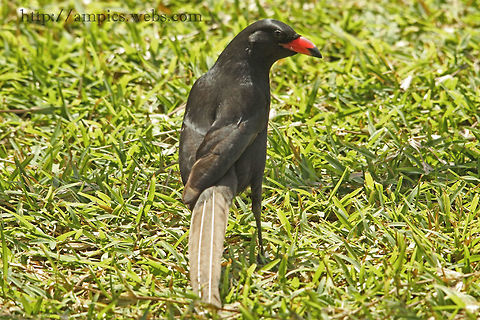 Piacpiac (juvenile) When mature the bill turns completely black. Geotagged,Piapiac,Ptilostomus afer,Spring,The Gambia