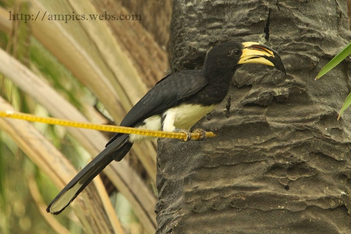 African Pied Hornbill  African pied hornbill,Geotagged,Spring,The Gambia,Tockus fasciatus