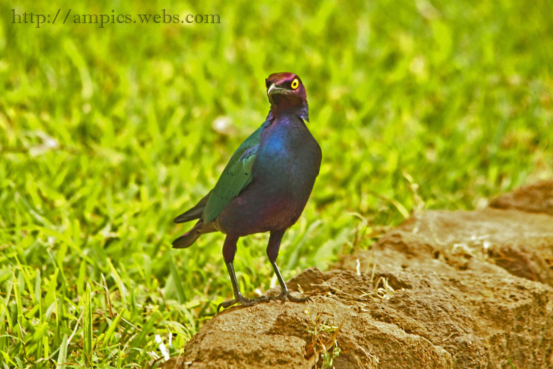 Purple Glossy Starling heavily cropped Geotagged,Lamprotornis purpureus,Purple Starling,Spring,The Gambia