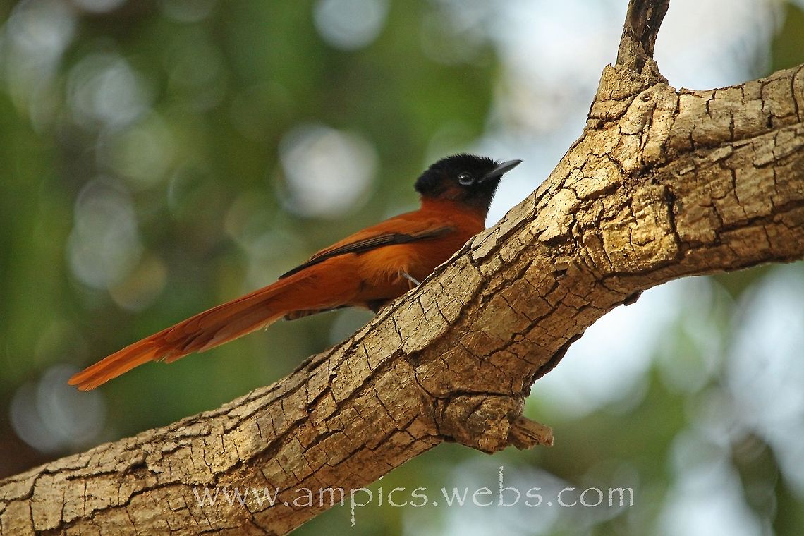 Red-bellied Paradise Flycatcher Can hybridise with African Paradise Flycatcher Geotagged,Red-bellied paradise flycatcher,Spring,Terpsiphone rufiventer,The Gambia