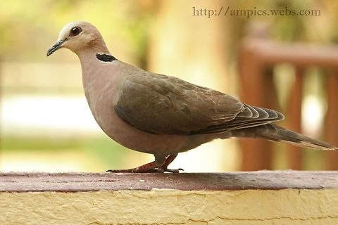 Red-eyed Dove  Geotagged,Red-eyed dove,Spring,Streptopelia semitorquata,The Gambia