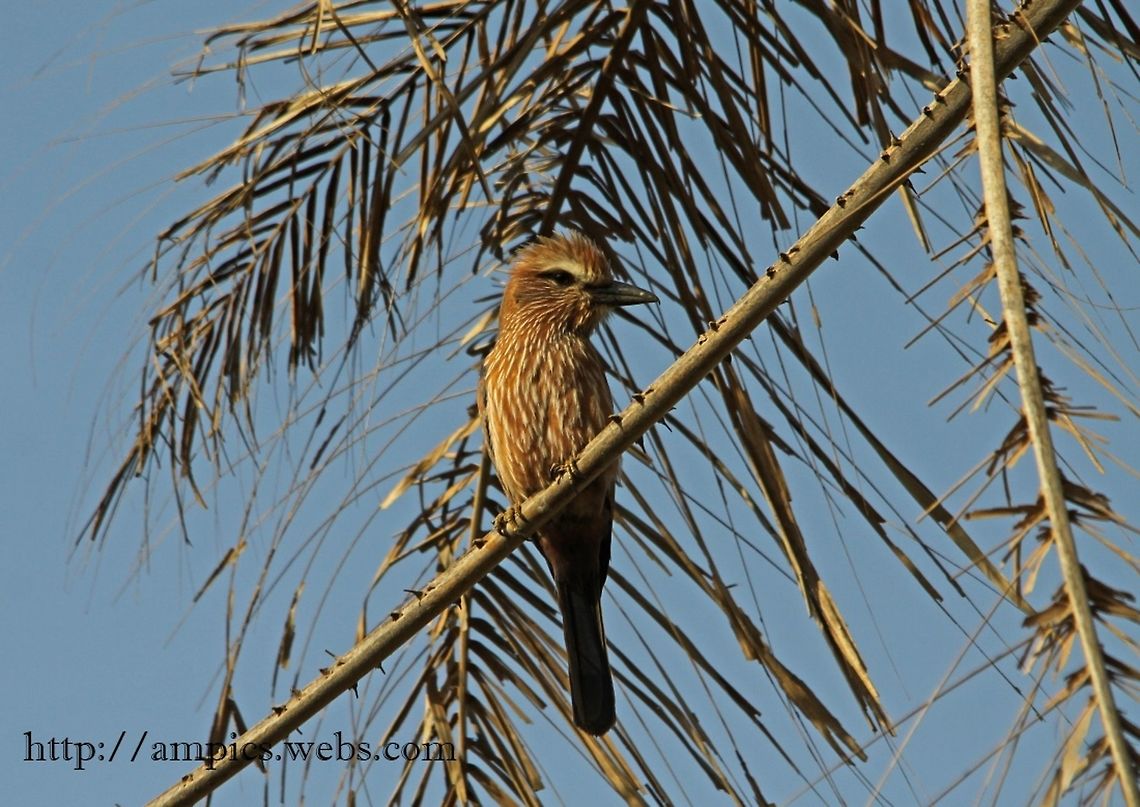 Rufous-crowned Roller  Coracias naevius,Geotagged,Purple roller,Spring,The Gambia