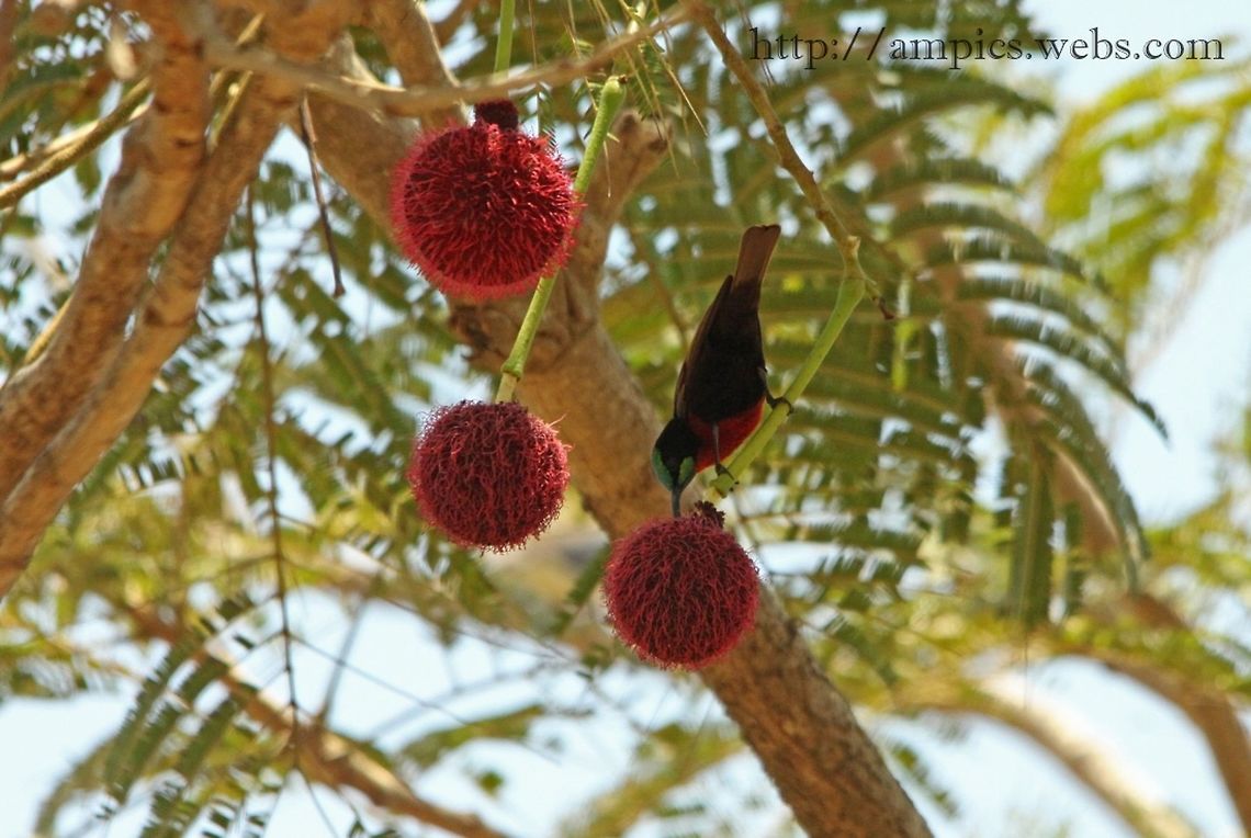 Scarlet-chested Sunbird  Chalcomitra senegalensis,Geotagged,Scarlet-chested sunbird,Spring,The Gambia