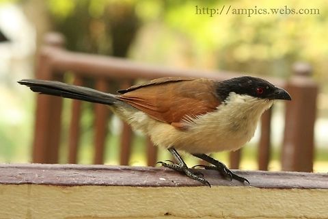 Senegal Coucal Usually a shy bird, but this one liked of breakfast leftovers on the terrace. Centropus senegalensis,Geotagged,Senegal coucal,Spring,The Gambia