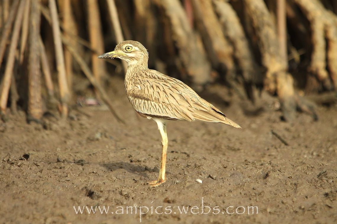 Senegal Thick-knee Taken from a canoe which helped get to eye level. Burhinus senegalensis,Geotagged,Senegal thick-knee,Spring,The Gambia