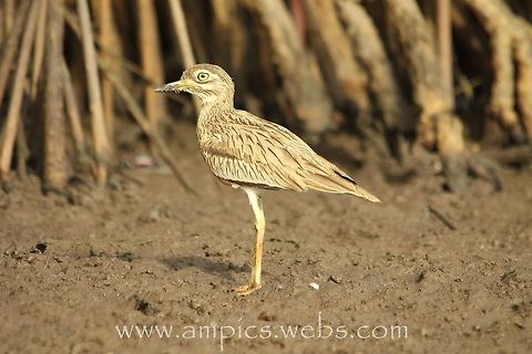 Senegal Thick-knee Taken from a canoe which helped get to eye level. Burhinus senegalensis,Geotagged,Senegal thick-knee,Spring,The Gambia