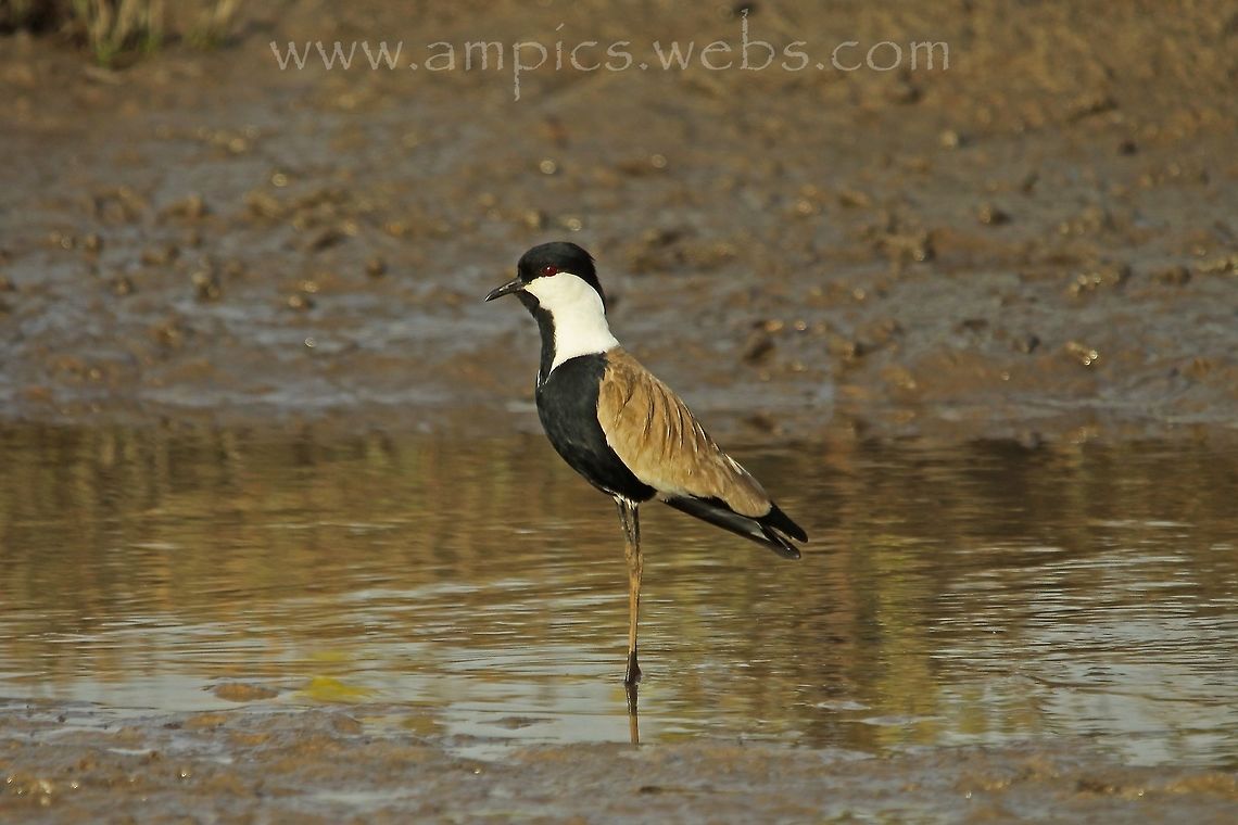 Spurr-winged Plover  Geotagged,Spring,Spur-winged Lapwing,The Gambia,Vanellus spinosus