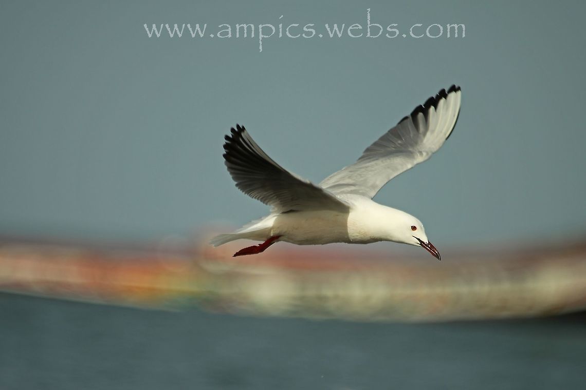 Slender-billed Gull  Chroicocephalus genei,Geotagged,Slender-billed gull,Spring,The Gambia