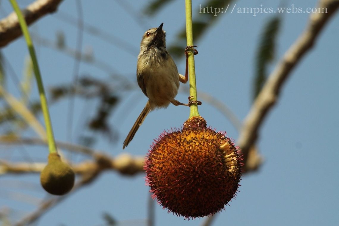 Tawny-flanked Prinia  Geotagged,Prinia subflava,Spring,Tawny-flanked prinia,The Gambia