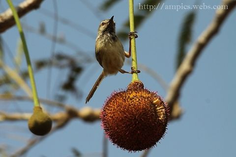Tawny-flanked Prinia  Geotagged,Prinia subflava,Spring,Tawny-flanked prinia,The Gambia