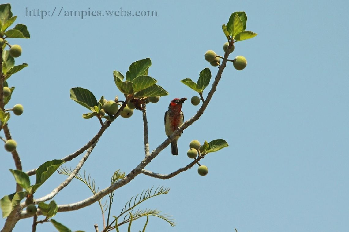Vieillot's Barbet  Geotagged,Spring,The Gambia
