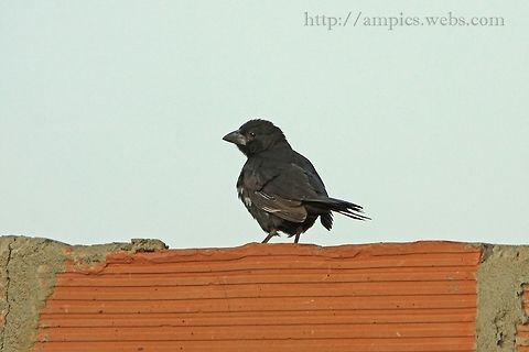 White-billed Buffalo Weaver  Bubalornis albirostris,Geotagged,Spring,The Gambia,White-billed buffalo weaver
