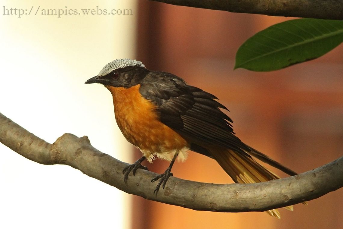 White-crowned Robin Chat  Cossypha albicapilla,Geotagged,Spring,The Gambia,White-crowned robin-chat