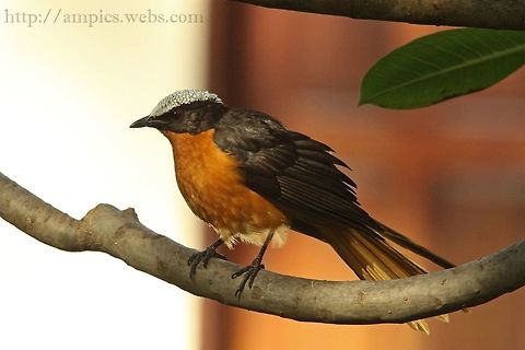 White-crowned Robin Chat  Cossypha albicapilla,Geotagged,Spring,The Gambia,White-crowned robin-chat